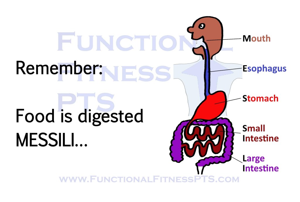 Picture of the digestive process. As taught in Level 2 Certificate in Gym Instructing Course taught by YMCA and Active IQ: mouth, esophagus (oesophagus), stomach, small intestine, large intestine. How does food travel through the body? What route does food travel through the body?
