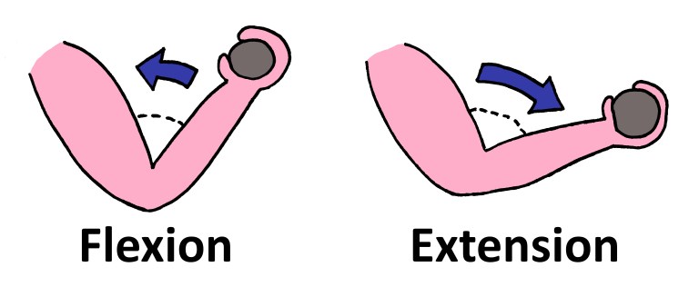 What Are the Anatomical Joint Movement Terms? – Functional Fitness PTS