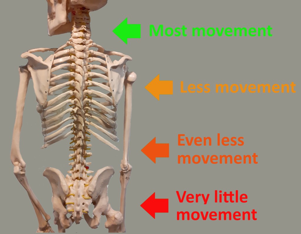 Image showing levels of movement at the five sections of the spine - cervical, thoracic, lumbar, sacrum and coccyx
