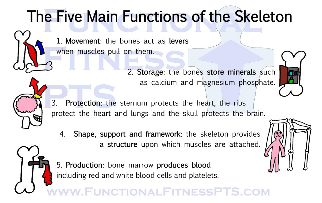 Image showing the five main functions of the skeleton - movement, storage, protection, framework and production - suitable for use in Level 2 Certificate in Gym Instructing course taught by YMCA and Active IQ. Table showing functions of the skeleton. Picture showing functions of the skeleton. What are the five functions of the skeleton?