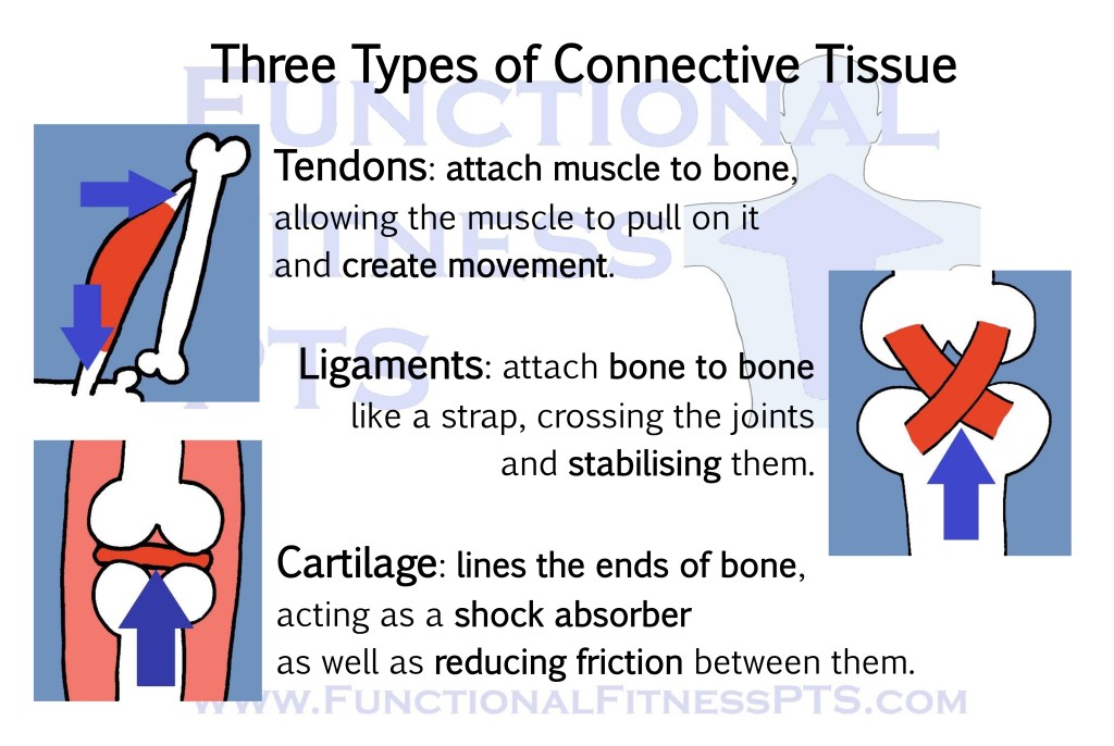 Diagram showing the difference between three types of connective tissue: tendons, ligaments and cartilage. What are tendons? What is cartilage? What are ligaments? Diagram of tendons, ligaments and cartilage. Picture of connective tissue. Picture of tendons, ligaments and cartilage.