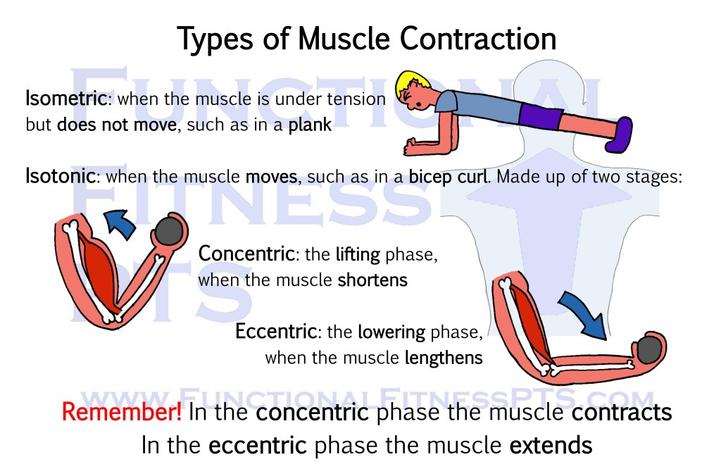 Diagram illustrating the types of muscle contraction, isometric and isotonic, as well as the two phases of an isotonic move: the concentric and the eccentric. What do concentric and eccentric mean? Picture of concentric and eccentric. Isometric and isotonic moves. What are the two stages or phases of an isotonic move?