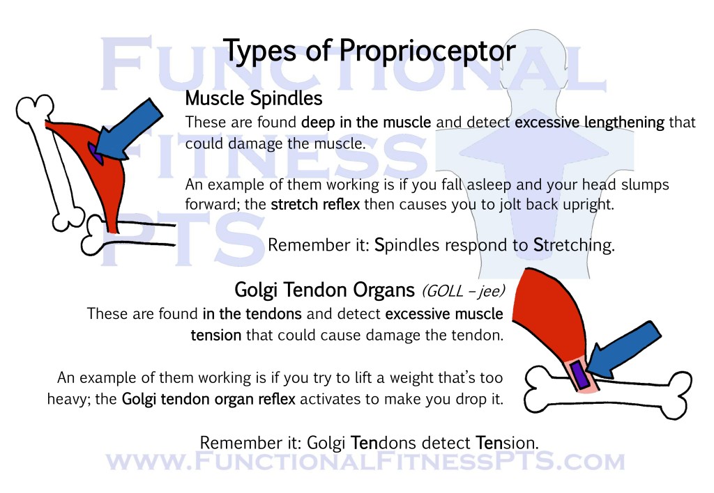 Diagram examining two types of proprioceptor: muscle spindles and Golgi tendon organs. What are proprioceptors? What are muscle spindles and Golgi tendon organs? Picture of muscle spindles and Golgi tendon organs. Picture of proprioceptors.