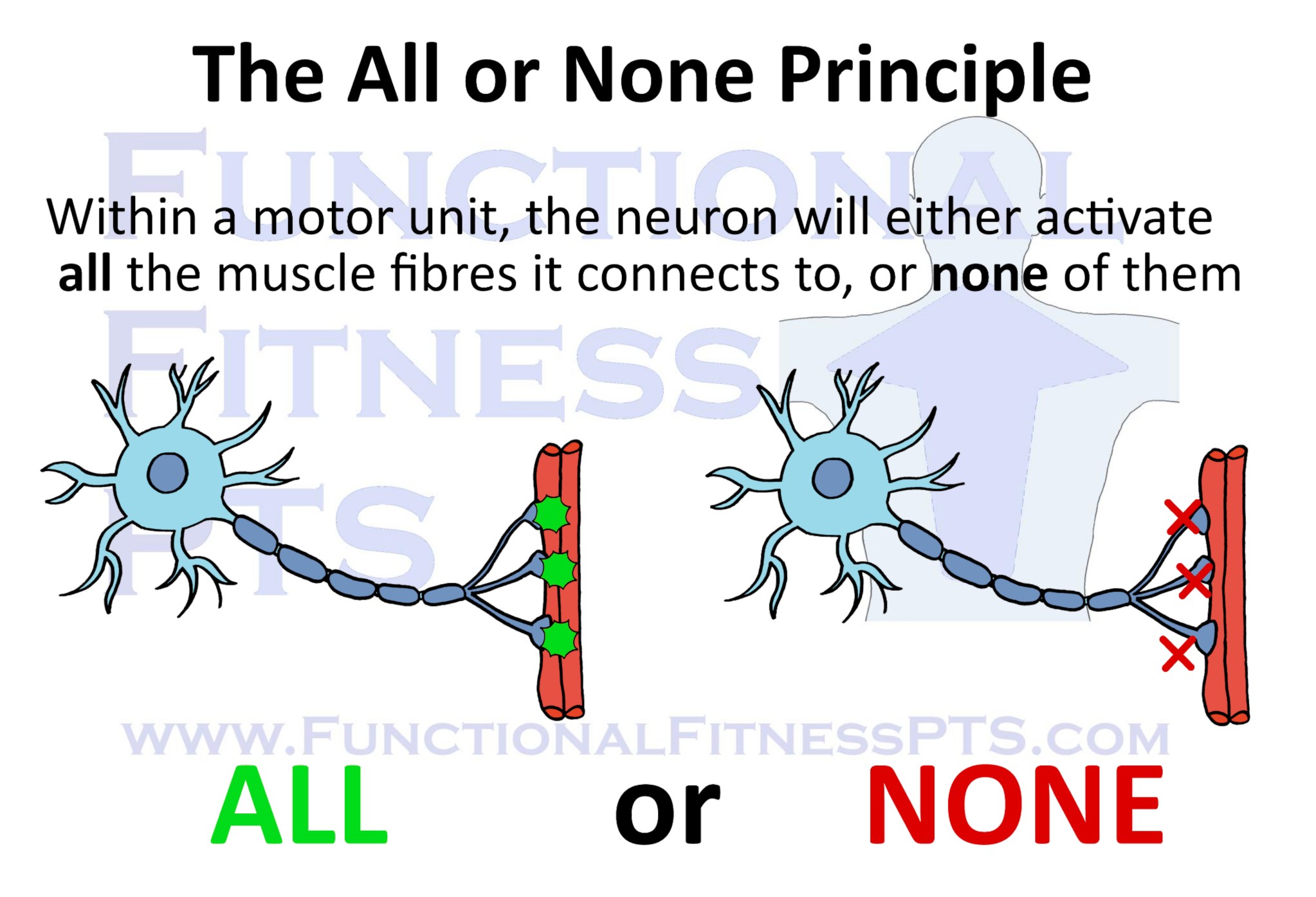 What Is The All or None Principle? – Functional Fitness PTS