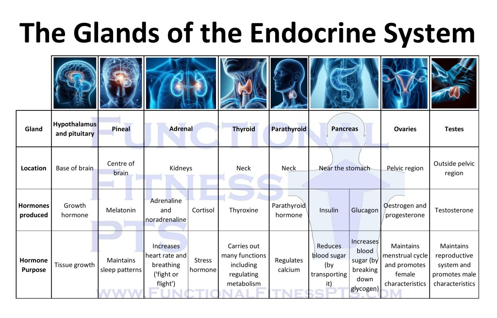 Table illustrating the endocrine glands, the hormone each of them produces and what this hormone does, including hypothalamus, pituitary, pineal, adrenal, thyroid, parathyroid, pancreas, ovaries and testes. What are endocrine glands? What hormones do endocrine glands produce? Suitable for use on Level 3 Diploma in Personal Training (Practitioner) as taught by YMCA and Active IQ. Endocrine glands Level 3 PT.