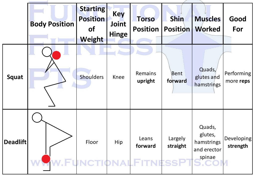 What are the differences between a deadlift and a squat?